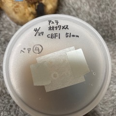 インドアンタエウスペア4の画像