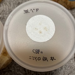ニシイロ紫紺ペアの画像