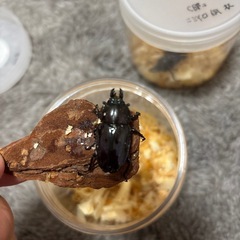 ニシイロ紫紺ペアの画像