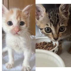 白茶、キジのきょうだい♡里親会に参加します！