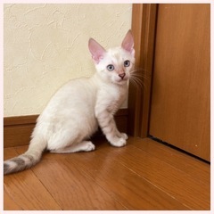 ベンガル猫専門ブリーダーです。7月1日生まれ