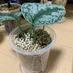 スキンダプサスの画像