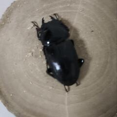 【専用出品】みっこ様　オオクワガタ♀2匹の画像