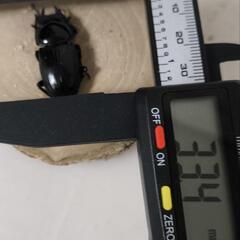 【専用出品】みっこ様　オオクワガタ♀2匹の画像