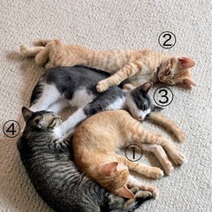 ★生後2ヶ月★完全室内飼育★4兄弟★