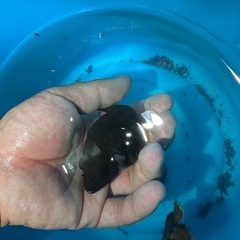 コクテンフグの画像