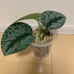 スキンダプサスの画像