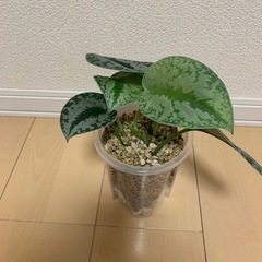 スキンダプサスの画像