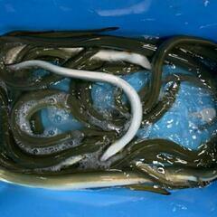 ⑧鰻釣り専門ラインオープンチャット【鰻遊会】メンバー募集のお知ら...