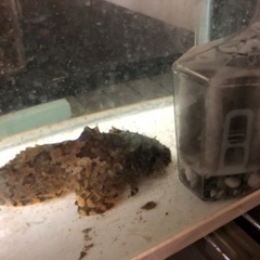 熱帯魚、観賞魚、ライオンフィッシュの画像