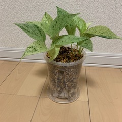 ポトスの画像