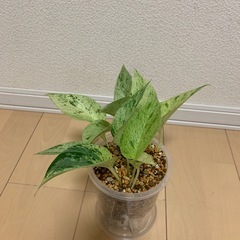 ポトスの画像