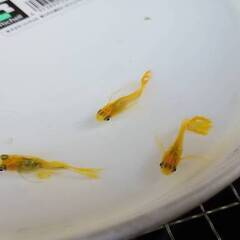 黄金べっ甲　幼魚　10匹の画像
