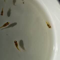 黄金べっ甲　幼魚　10匹の画像