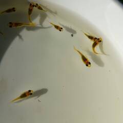 黄金べっ甲　幼魚　10匹の画像