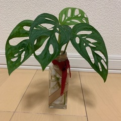 モンステラマドカズラの画像