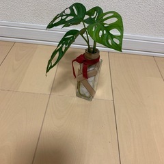 モンステラマドカズラの画像