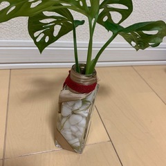 モンステラマドカズラの画像
