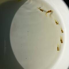 黄金べっ甲　幼魚　10匹の画像