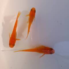 紅帝ラメ　1ペア+１　計3匹の画像