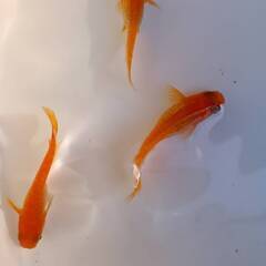 紅帝ラメ　1ペア+１　計3匹の画像