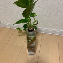 ポトスの画像