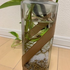 ポトスの画像