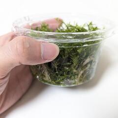 パールグラス カップ (水中葉)の画像