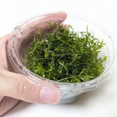 パールグラス カップ (水中葉)の画像