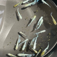 【メダカ】エメキン【10匹】の画像