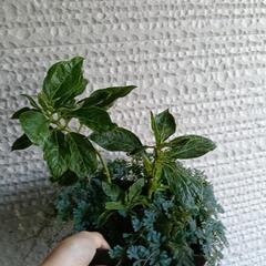 銀河　芽生　紫陽花4鉢セット　ハイドランジア　アジサイの画像