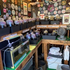【五桜メダカ】 9月7日　横須賀めだか無人販売