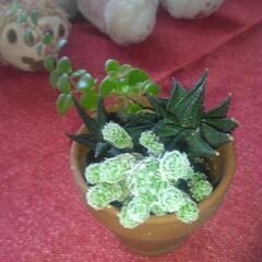多肉植物🍀寄せ植えの画像