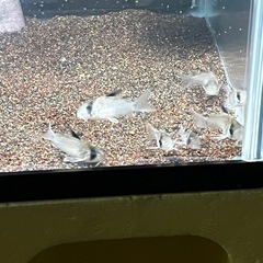 コリドラスホワイトポタロエンシス4匹自家繁殖個体(熱帯魚水槽、メダカ、金魚)の画像