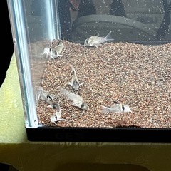 コリドラスホワイトポタロエンシス4匹自家繁殖個体(熱帯魚水槽、メダカ、金魚)の画像
