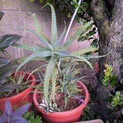 キダチアロエ１鉢の画像