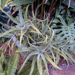 キダチアロエ１鉢の画像