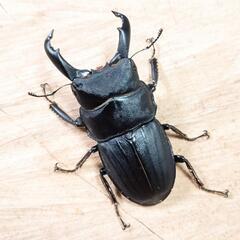 【離島種】スジブトヒラタクワガタ(鹿児島県奄美大島産)CBF1幼虫 3頭セットの画像