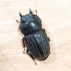 【離島種】スジブトヒラタクワガタ(鹿児島県奄美大島産)CBF1幼虫 3頭セットの画像