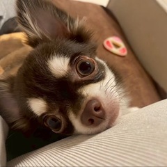 チワワ 男の子