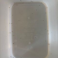 国産グッピー　稚魚　ラズリーブルーグラスの画像
