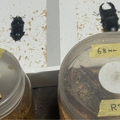 能勢YGオオクワガタ、ペア『❶』の画像