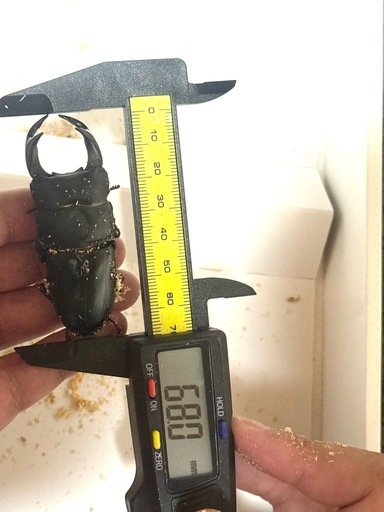 能勢YGオオクワガタ、ペア『❶』