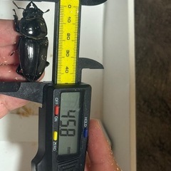 能勢YGオオクワガタ、ペア『❶』の画像