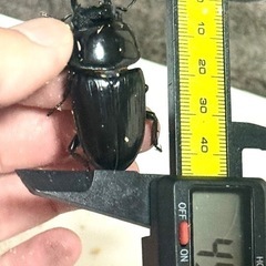 能勢YGオオクワガタ、ペア『❷』の画像