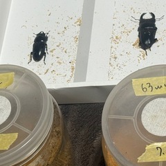 能勢YGオオクワガタ、ペア『❷』の画像