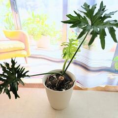 観葉植物フィロデンドロンセロームの画像