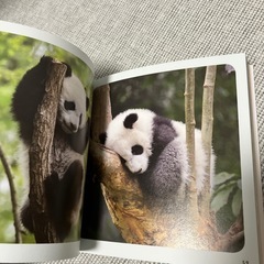 写真集　パンダの画像
