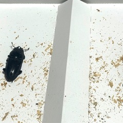 能勢YGオオクワガタ、ペア『❸』値下げ相談可の画像