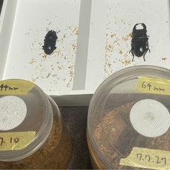能勢YGオオクワガタ、ペア『❸』値下げ相談可の画像